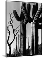 Cactus, c. 1965-Brett Weston-Mounted Photographic Print