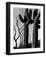 Cactus, c. 1965-Brett Weston-Framed Photographic Print