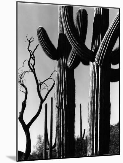 Cactus, c. 1965-Brett Weston-Mounted Photographic Print