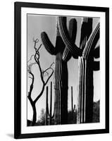 Cactus, c. 1965-Brett Weston-Framed Photographic Print