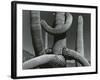 Cactus, c. 1970-Brett Weston-Framed Photographic Print