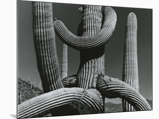 Cactus, c. 1970-Brett Weston-Mounted Photographic Print