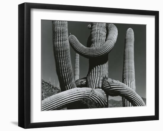 Cactus, c. 1970-Brett Weston-Framed Premium Photographic Print