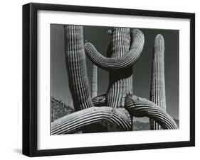 Cactus, c. 1970-Brett Weston-Framed Premium Photographic Print