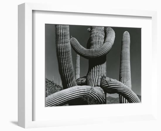 Cactus, c. 1970-Brett Weston-Framed Photographic Print