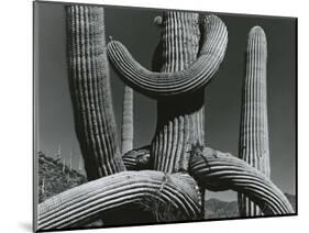 Cactus, c. 1970-Brett Weston-Mounted Photographic Print