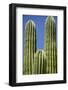 Cactus. Cabo San Lucas, Mexico.-Julien McRoberts-Framed Photographic Print