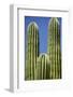 Cactus. Cabo San Lucas, Mexico.-Julien McRoberts-Framed Photographic Print