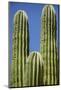 Cactus. Cabo San Lucas, Mexico.-Julien McRoberts-Mounted Photographic Print