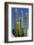 Cactus. Cabo San Lucas, Mexico.-Julien McRoberts-Framed Photographic Print