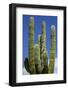 Cactus. Cabo San Lucas, Mexico.-Julien McRoberts-Framed Photographic Print