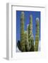 Cactus. Cabo San Lucas, Mexico.-Julien McRoberts-Framed Photographic Print