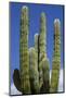 Cactus. Cabo San Lucas, Mexico.-Julien McRoberts-Mounted Photographic Print