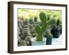 Cactus Called Bunny Ear Cactus, Bunny Cactus or Polka Dot Cactus in a Pot on a Green Background.-Mon_camera-Framed Photographic Print