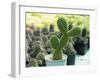 Cactus Called Bunny Ear Cactus, Bunny Cactus or Polka Dot Cactus in a Pot on a Green Background.-Mon_camera-Framed Photographic Print