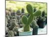 Cactus Called Bunny Ear Cactus, Bunny Cactus or Polka Dot Cactus in a Pot on a Green Background.-Mon_camera-Mounted Photographic Print