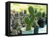 Cactus Called Bunny Ear Cactus, Bunny Cactus or Polka Dot Cactus in a Pot on a Green Background.-Mon_camera-Framed Stretched Canvas