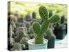 Cactus Called Bunny Ear Cactus, Bunny Cactus or Polka Dot Cactus in a Pot on a Green Background.-Mon_camera-Stretched Canvas