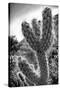 Cactus Close-up-Janice Sullivan-Stretched Canvas