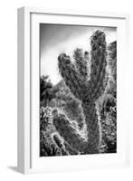 Cactus Close-up-Janice Sullivan-Framed Giclee Print