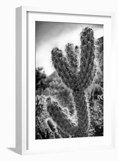 Cactus Close-up-Janice Sullivan-Framed Giclee Print