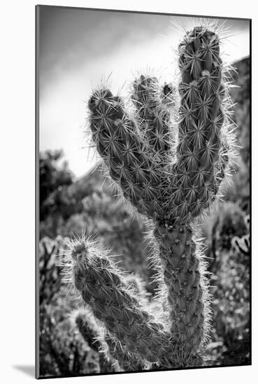 Cactus Close-up-Janice Sullivan-Mounted Giclee Print