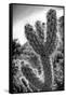 Cactus Close-up-Janice Sullivan-Framed Stretched Canvas