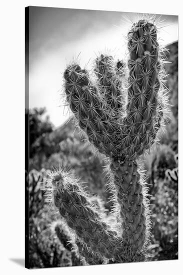 Cactus Close-up-Janice Sullivan-Stretched Canvas