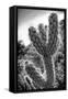 Cactus Close-up-Janice Sullivan-Framed Stretched Canvas
