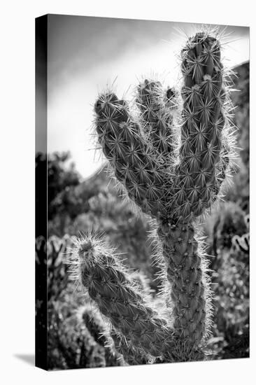 Cactus Close-up-Janice Sullivan-Stretched Canvas