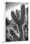 Cactus Close-up-Janice Sullivan-Framed Giclee Print