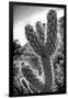 Cactus Close-up-Janice Sullivan-Framed Giclee Print