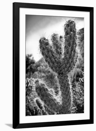 Cactus Close-up-Janice Sullivan-Framed Giclee Print