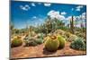 Cactus Country Cactus Garden Cactus Display Forest Park Strathmerton Victoria-Henry During-Mounted Photographic Print