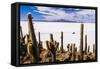 Cactus Covered Fish Island (Isla Incahuasi) (Inka Wasi), Uyuni, Bolivia-Matthew Williams-Ellis-Framed Stretched Canvas