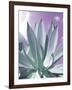 Cactus Delray-Malcolm Sanders-Framed Giclee Print