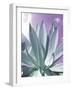 Cactus Delray-Malcolm Sanders-Framed Giclee Print