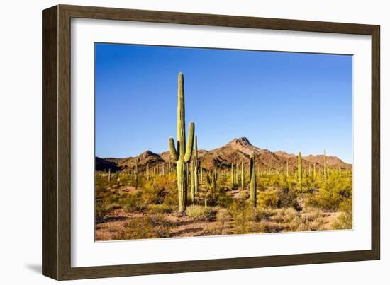 Cactus Desert Landscape. Cactuses View. Cacti Desert Landscape-Dmitry Demkin-Framed Photographic Print