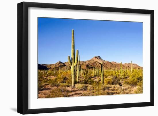 Cactus Desert Landscape. Cactuses View. Cacti Desert Landscape-Dmitry Demkin-Framed Photographic Print