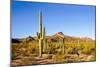 Cactus Desert Landscape. Cactuses View. Cacti Desert Landscape-Dmitry Demkin-Mounted Photographic Print