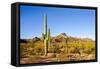 Cactus Desert Landscape. Cactuses View. Cacti Desert Landscape-Dmitry Demkin-Framed Stretched Canvas