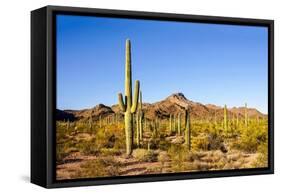 Cactus Desert Landscape. Cactuses View. Cacti Desert Landscape-Dmitry Demkin-Framed Stretched Canvas