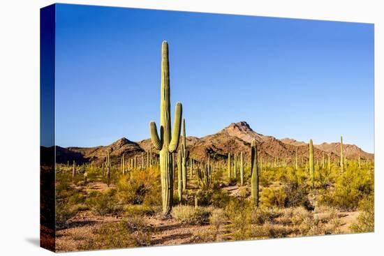 Cactus Desert Landscape. Cactuses View. Cacti Desert Landscape-Dmitry Demkin-Stretched Canvas