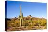 Cactus Desert Landscape. Cactuses View. Cacti Desert Landscape-Dmitry Demkin-Stretched Canvas