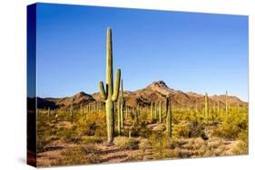 Cactus Desert Landscape. Cactuses View. Cacti Desert Landscape-Dmitry Demkin-Stretched Canvas