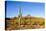 Cactus Desert Landscape. Cactuses View. Cacti Desert Landscape-Dmitry Demkin-Stretched Canvas