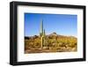 Cactus Desert Landscape. Cactuses View. Cacti Desert Landscape-Dmitry Demkin-Framed Photographic Print