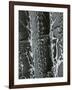 Cactus Detail, 1968-Brett Weston-Framed Photographic Print