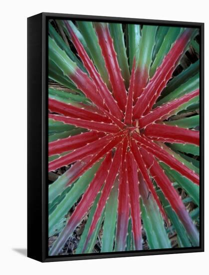 Cactus Detail, Chrstoffel National Park, Curacao, Caribbean-Robin Hill-Framed Stretched Canvas