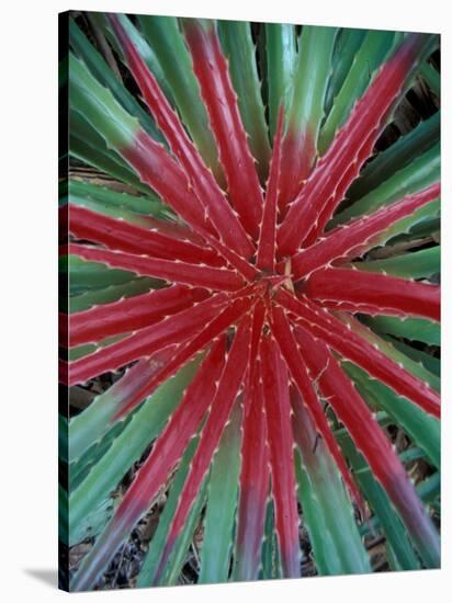 Cactus Detail, Chrstoffel National Park, Curacao, Caribbean-Robin Hill-Stretched Canvas